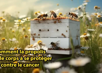 Comment la propolis aide le corps à se protéger contre le cancer